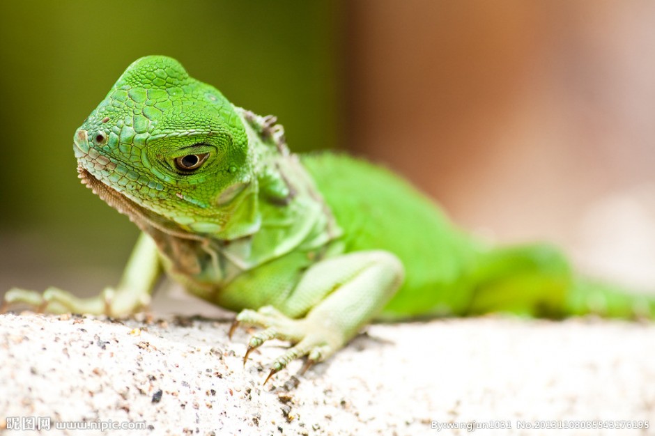 色彩艳丽的冷血动物绿蜥蜴图片