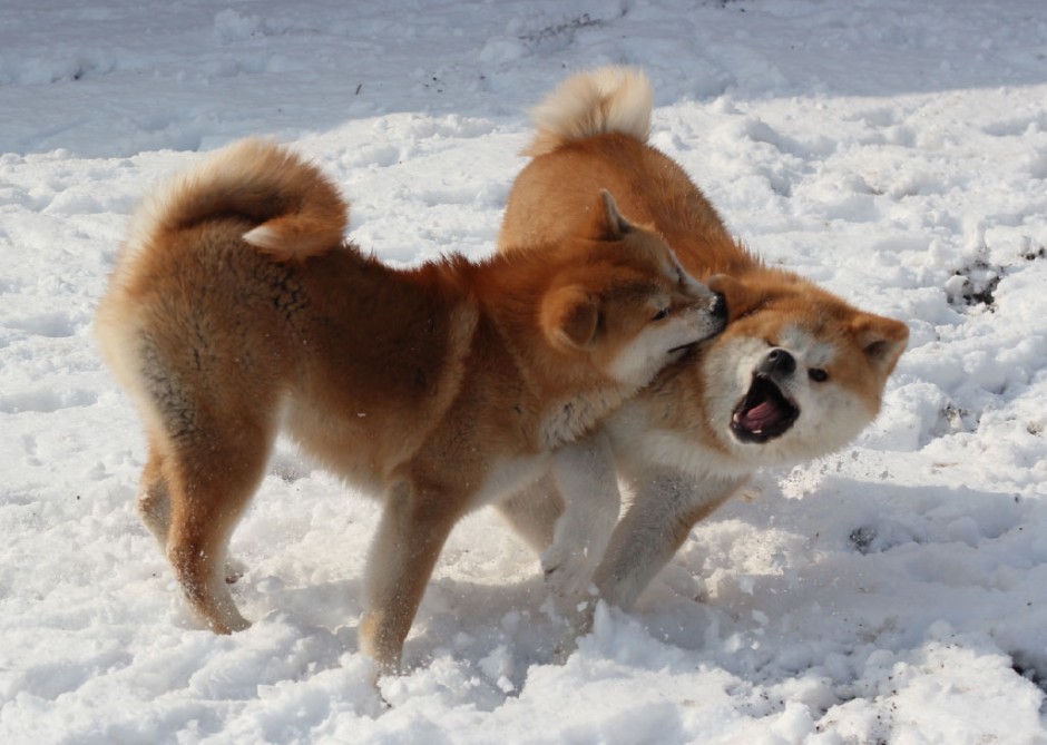 成年秋天犬狗狗打架图片