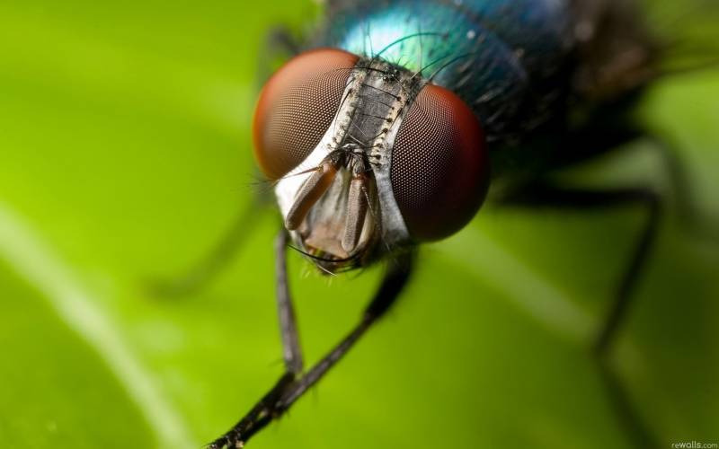 杂食性昆虫苍蝇图片