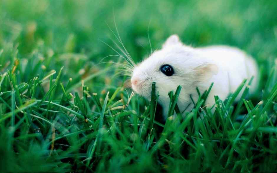 小白鼠绿草地迷人写真图片