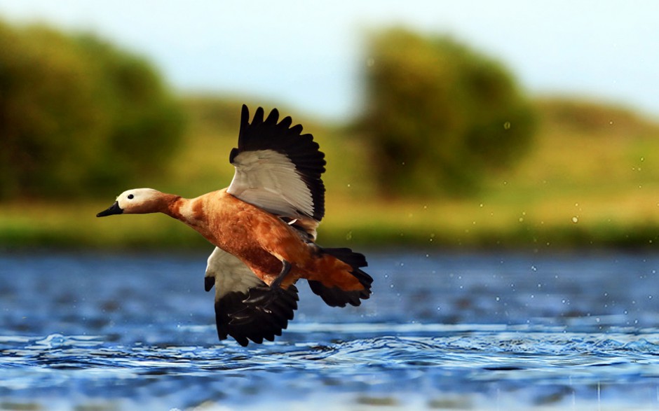 翱翔于碧海蓝天的赤麻鸭高清图片