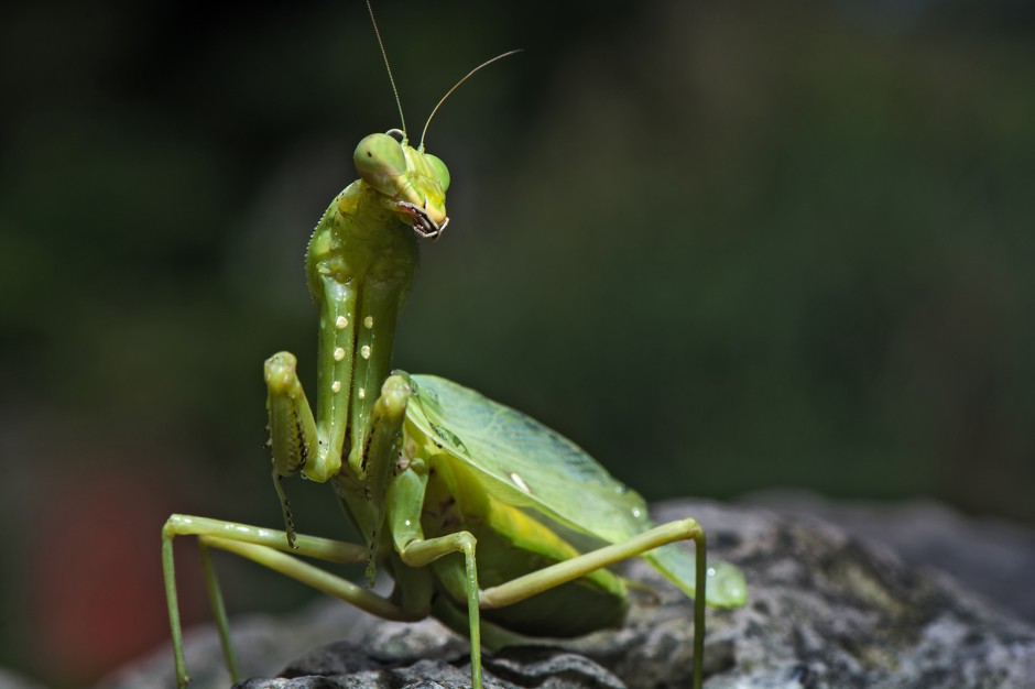昆虫王者凶悍的螳螂高清图片