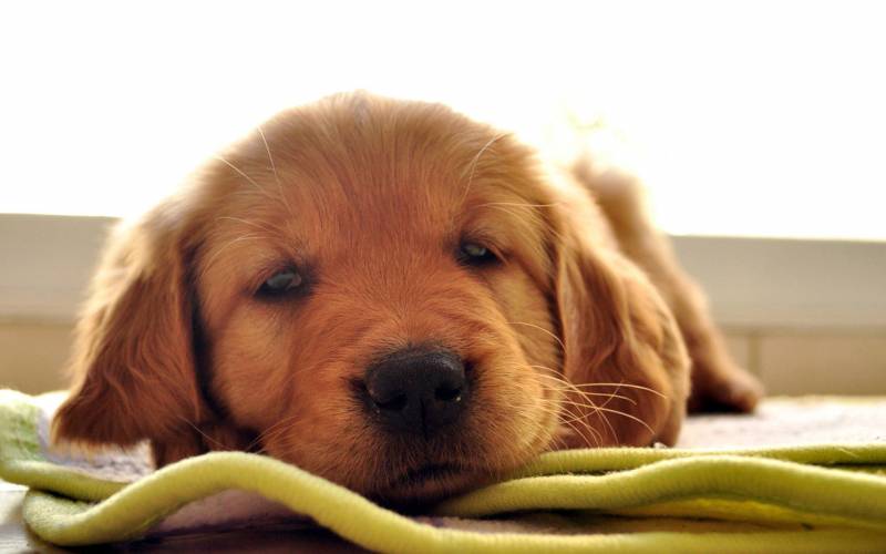 动物壁纸桌面高清图片素材