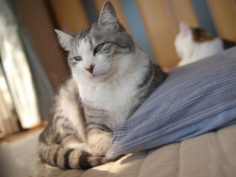 好奇敏感的猫咪生活篇高清图片