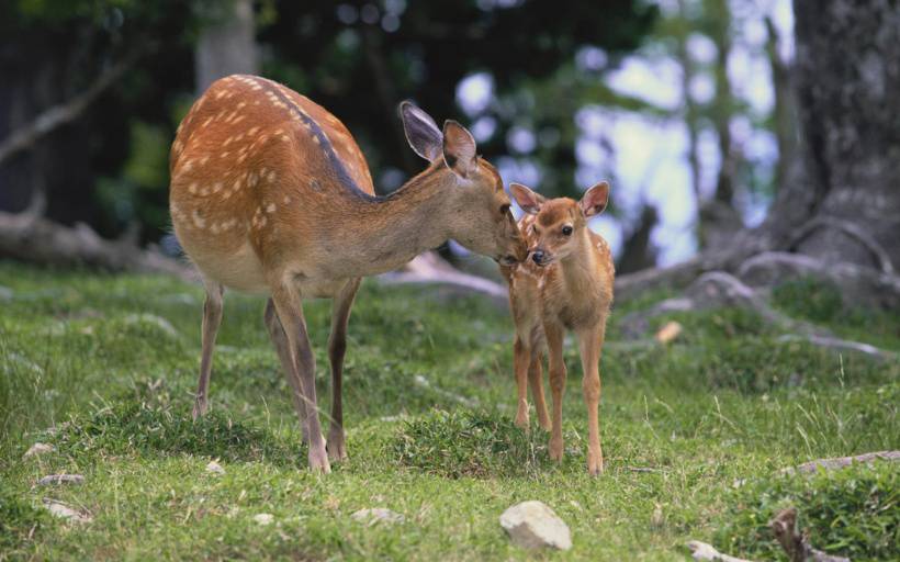 网友提供自然界的动物--鹿