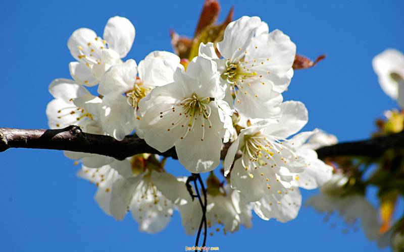 唯美春天迷人花卉高清壁纸