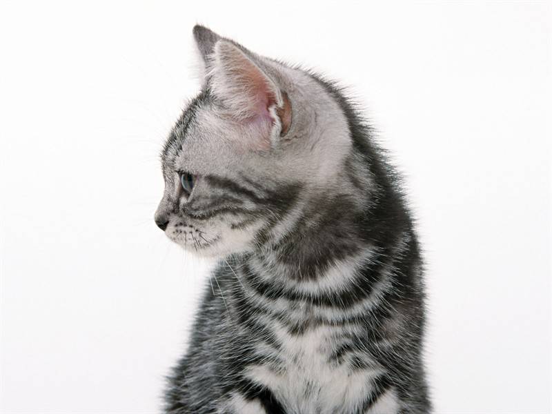 小猫咪高清动物图片合集