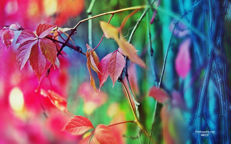 唯美秋天的红叶高清风景壁纸
