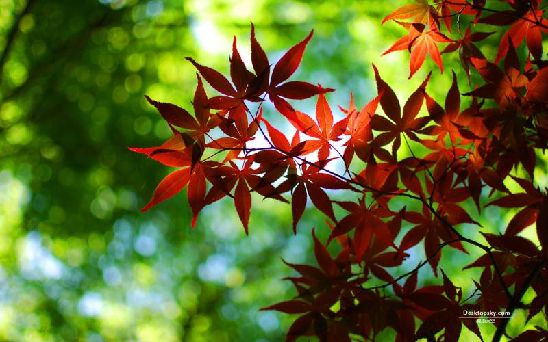 唯美秋天的红叶高清风景壁纸