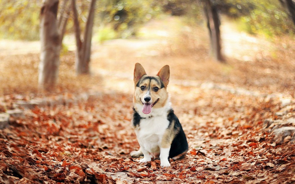 呆萌短小柯基犬美宠欣赏