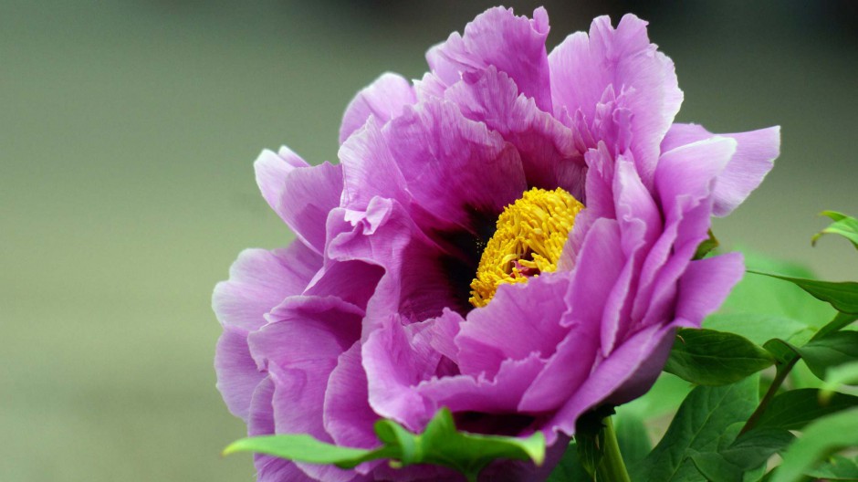 姹紫嫣红的春天牡丹花图片