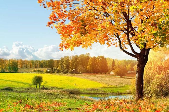 秋天唯美树林风景图片欣赏