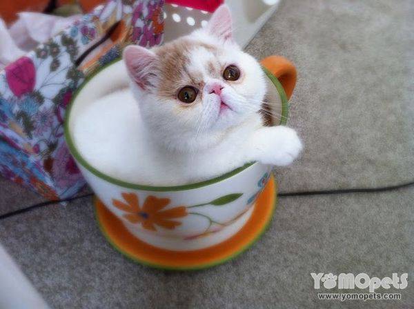 微型动物茶杯猫图片真实图片