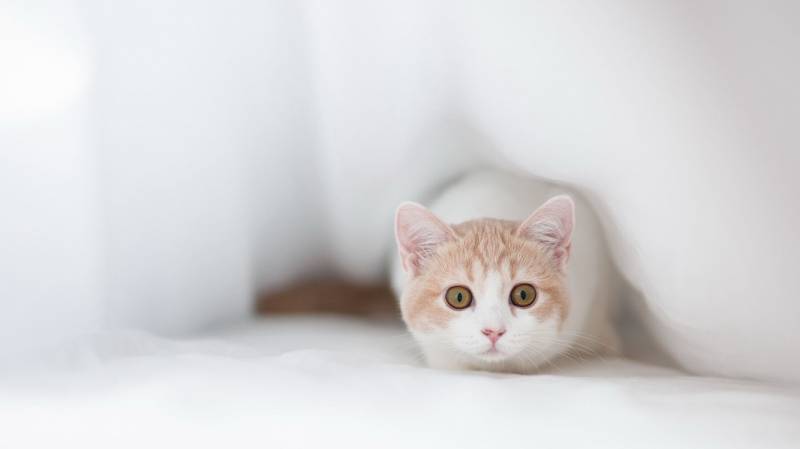 古灵精怪的小猫咪高清桌面壁纸