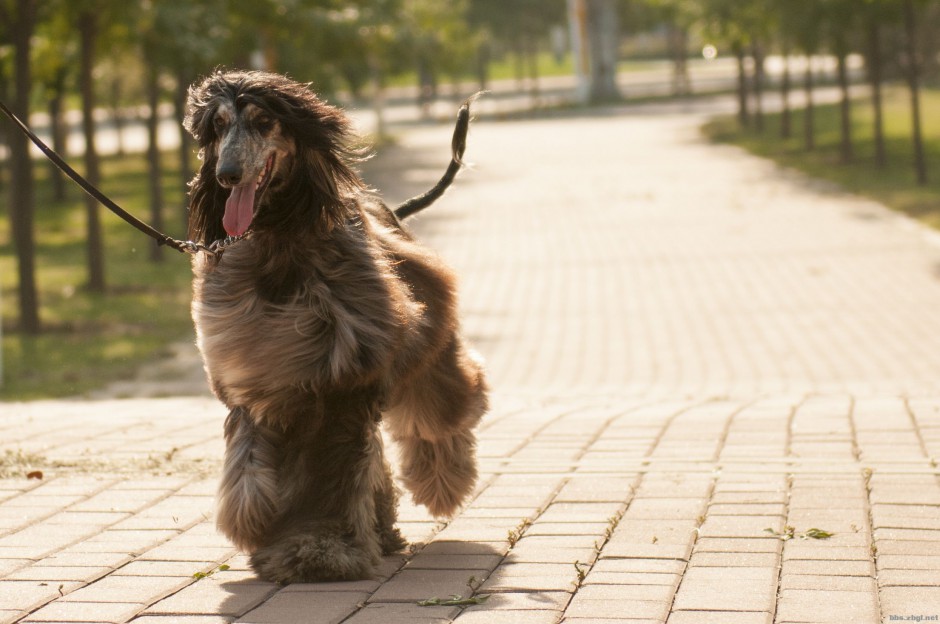 纯种奔跑的阿富汗猎犬图片