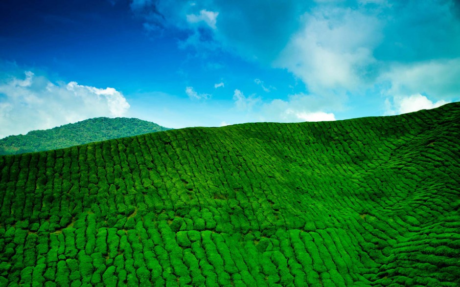 唯美绿色茶园风景壁纸纯净优雅