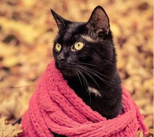 可爱猫咪冬日围巾温馨图片秀