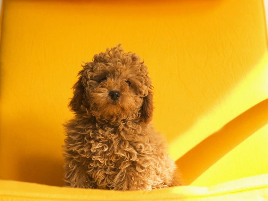 小巧呆萌的棕色玩具贵宾犬图片
