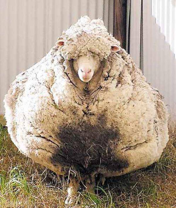 流浪羊5年没剪毛 一次减下80斤羊毛刷新世界纪录