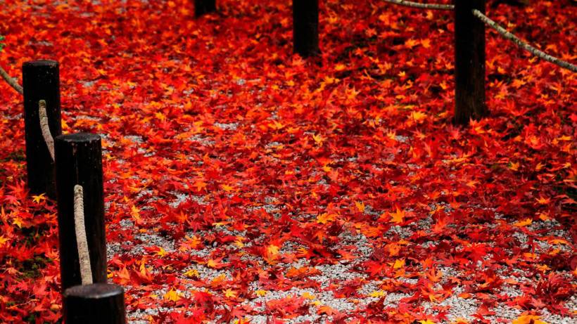 唯美秋天落叶优美风景图片壁纸