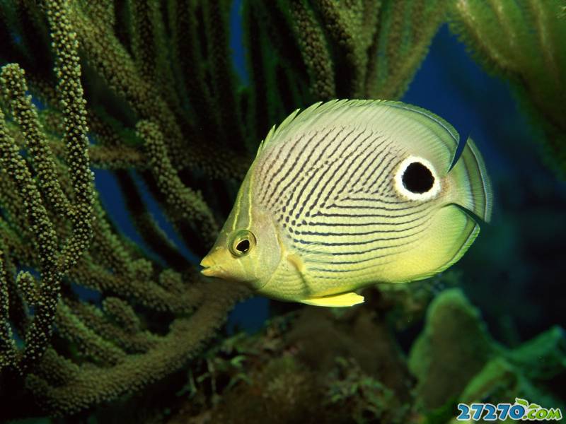 特写海底生物 海底的世界