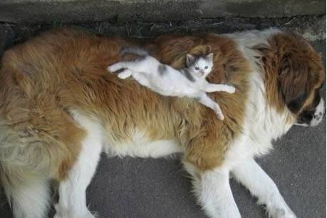 可爱猫咪图片搞笑精选之柔软的大床