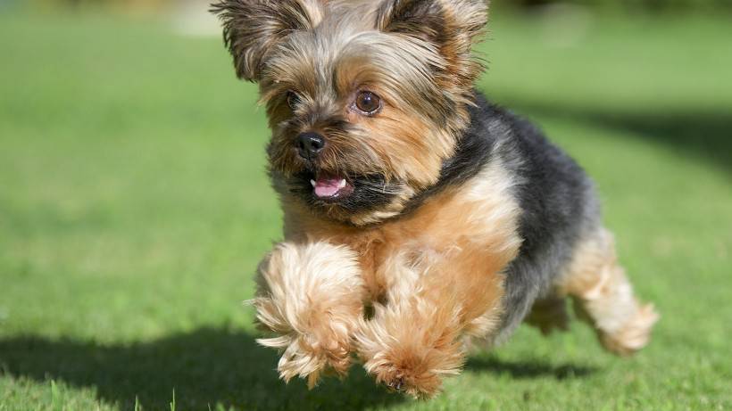 丝毛梗犬图片神态顽皮逗人