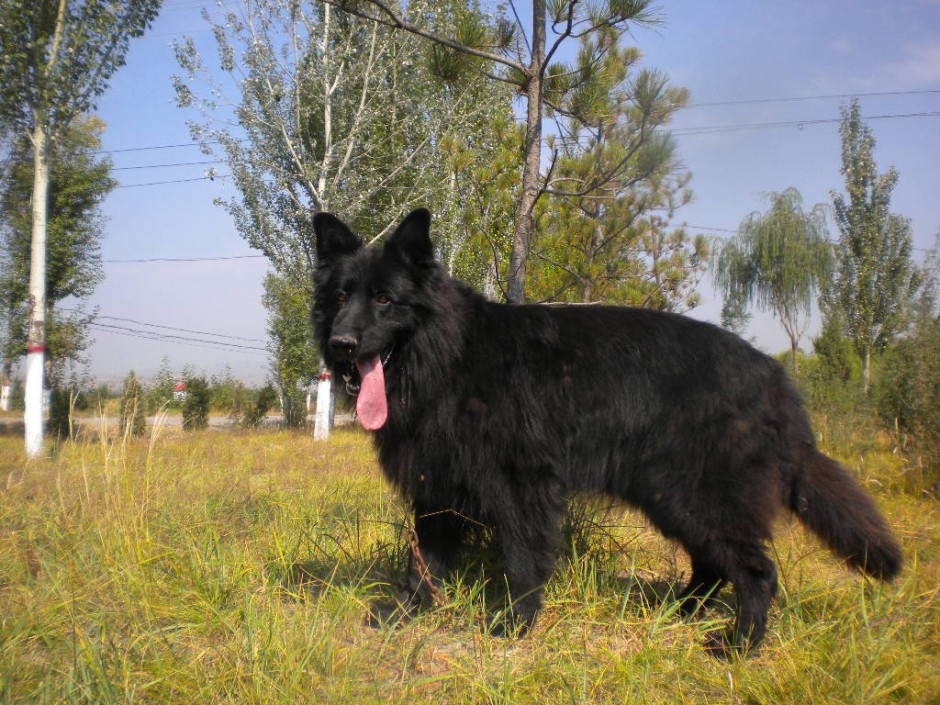 大型雄壮的长毛黑熊犬图片