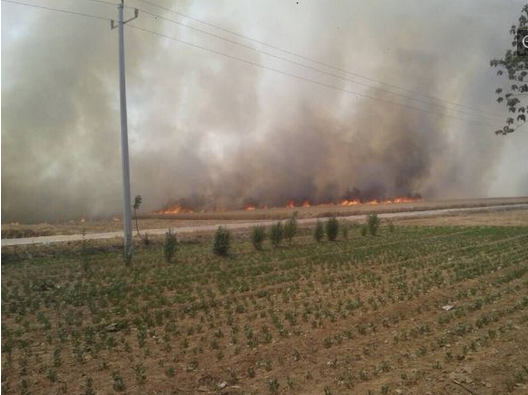 安阳滑县近万亩小麦被烧 大火已持续2小时