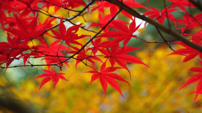 北京香山红叶飞舞唯美图片