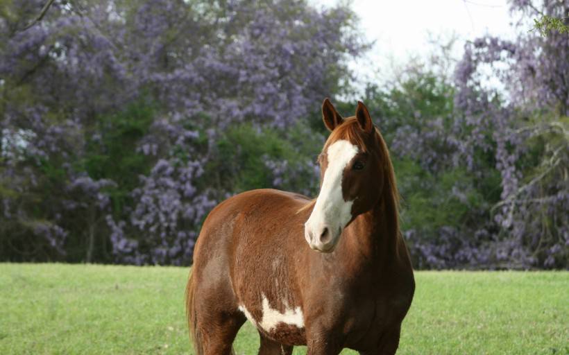在草原上奔驰的骏马图片欣赏