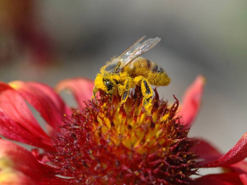 丛中采蜜的小蜜蜂精美高清特写图片