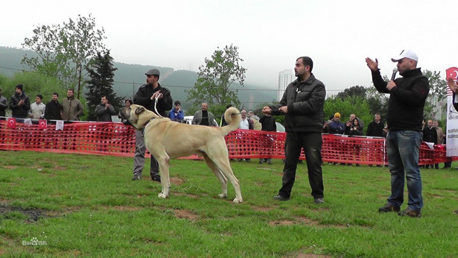 土耳其坎血统纯正的高犬图片