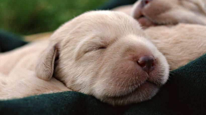 超可爱狗狗睡梦中唯美图片