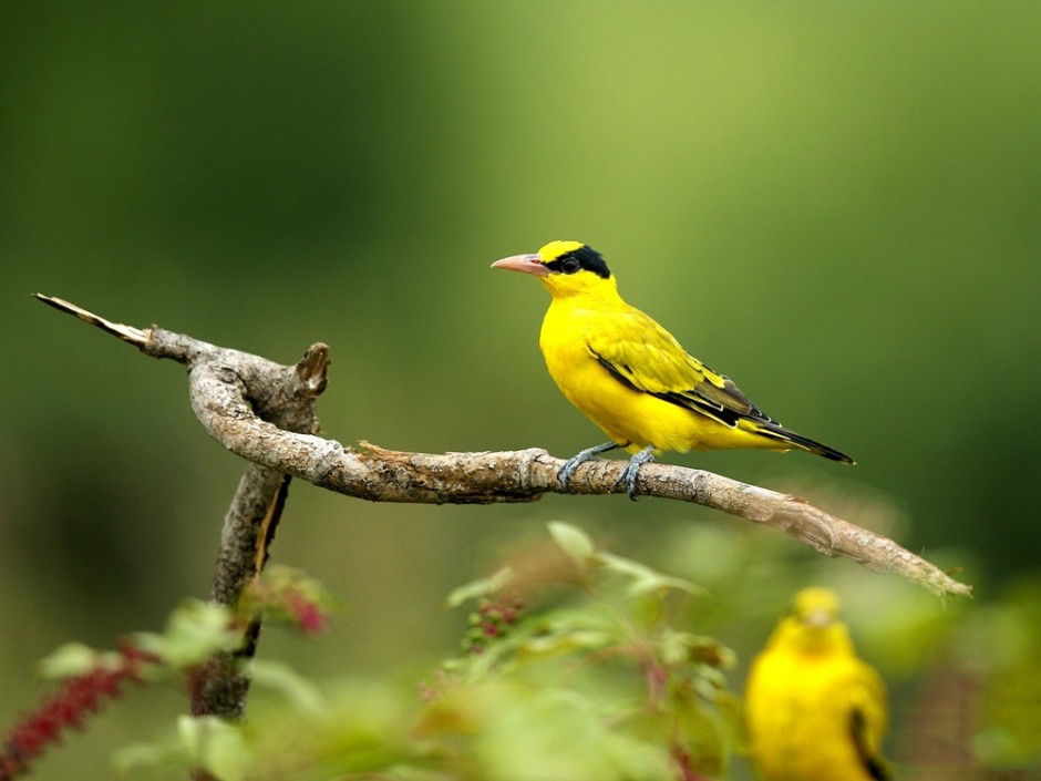 安静优雅的金黄鹂鸟图片