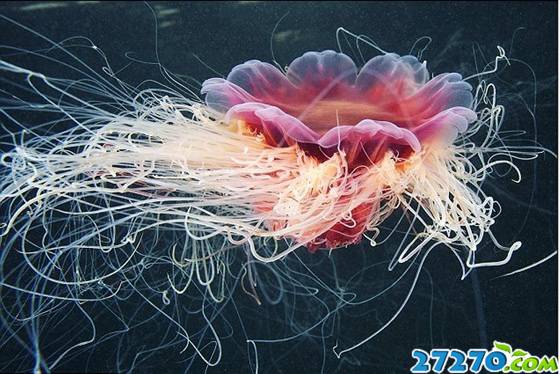 北极世界最大水母 色彩炫丽触须长达30米