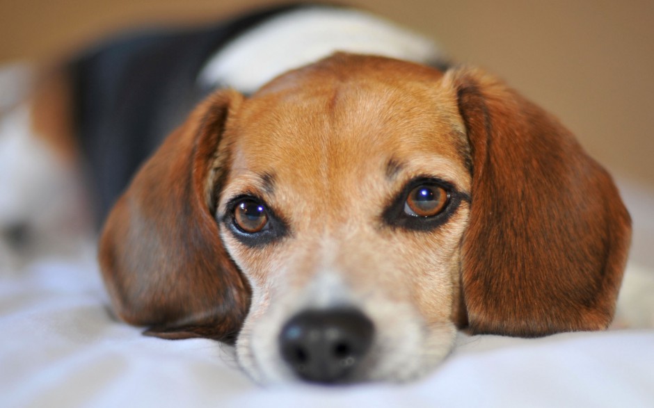 超萌狗狗英国比格犬调皮耍宝图片