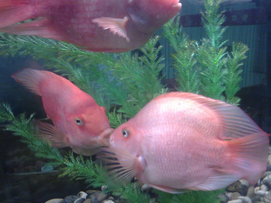 浅红色的接吻鱼精美图片