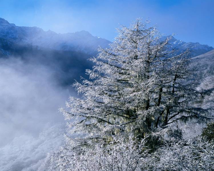 雪花在树木上飞舞桌面高清壁纸