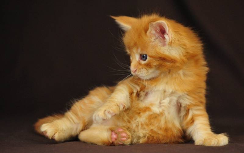 可爱慵懒的猫咪高清图集