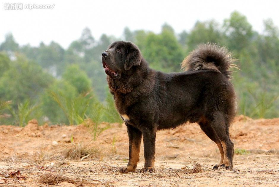 纯血西藏獒犬身材强壮高大图片