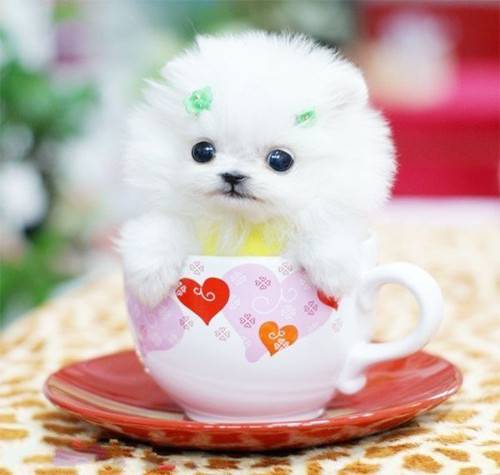 超级萌的宠物茶杯犬美图