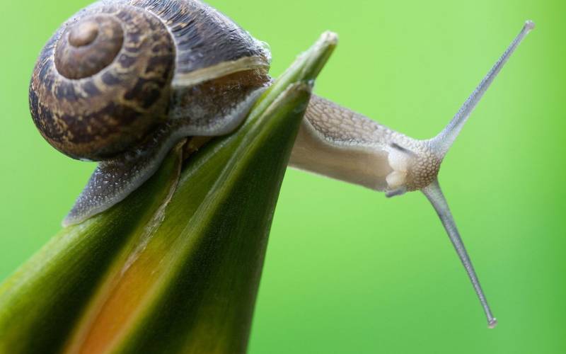 勤奋的蜗牛自然可爱高清图片