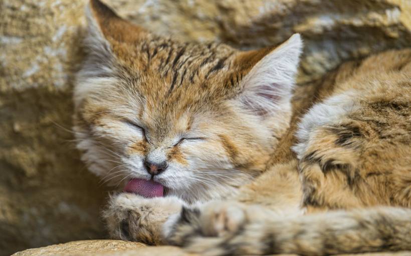 刚睡醒的沙丘猫高清唯美图片