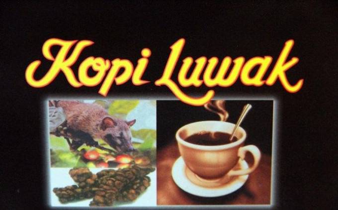 史上最贵的麝香猫咖啡