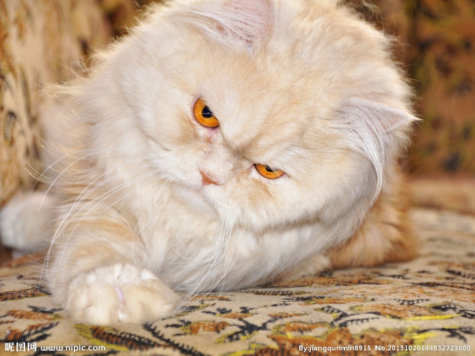 霸气的琥珀色眼睛波斯猫图片