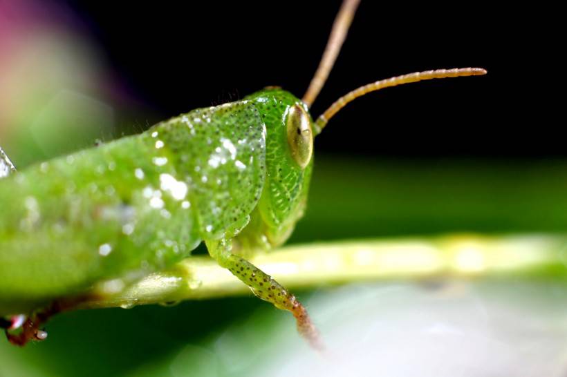 绿色昆虫蚱蜢的微距摄影图片