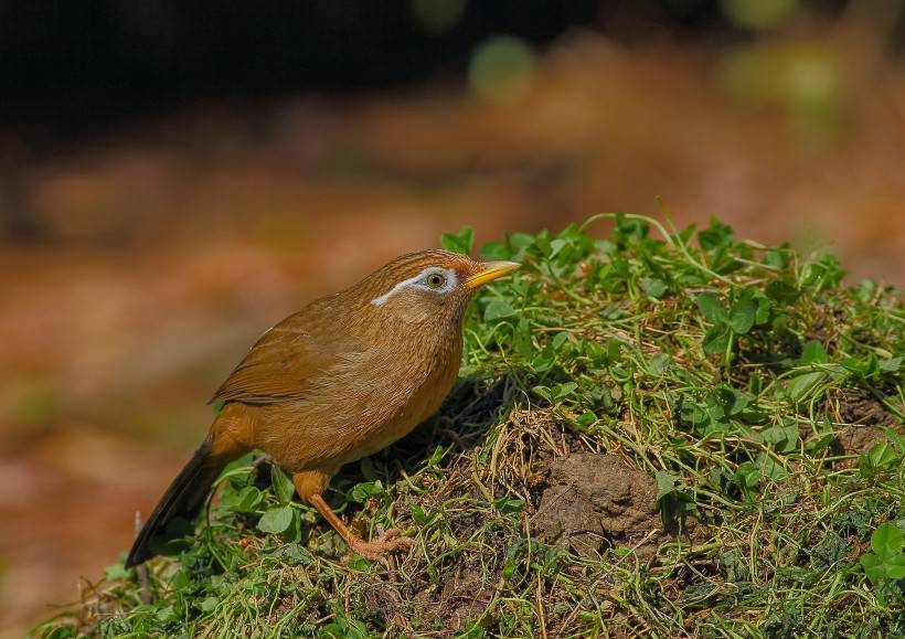 野外觅食的极品画眉鸟图片
