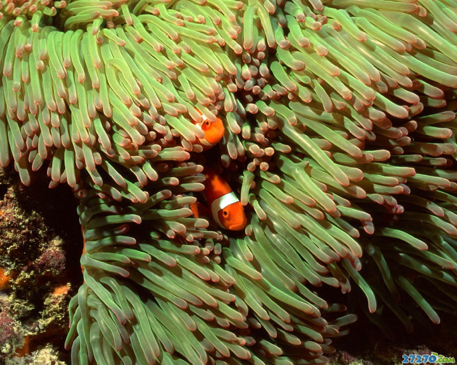 海底森林特写海底环境