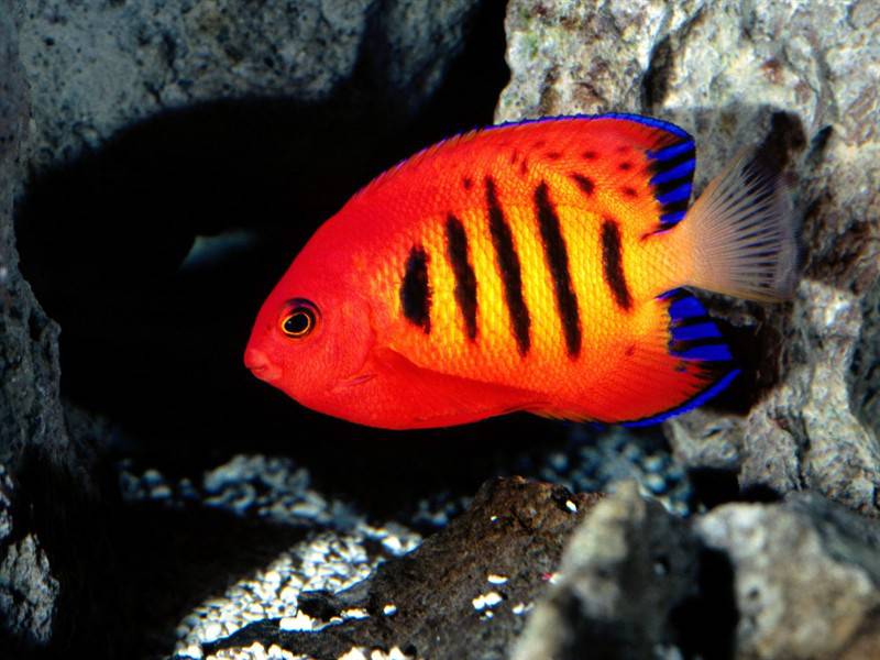 颜色鲜艳形状各异的鱼类海洋生物